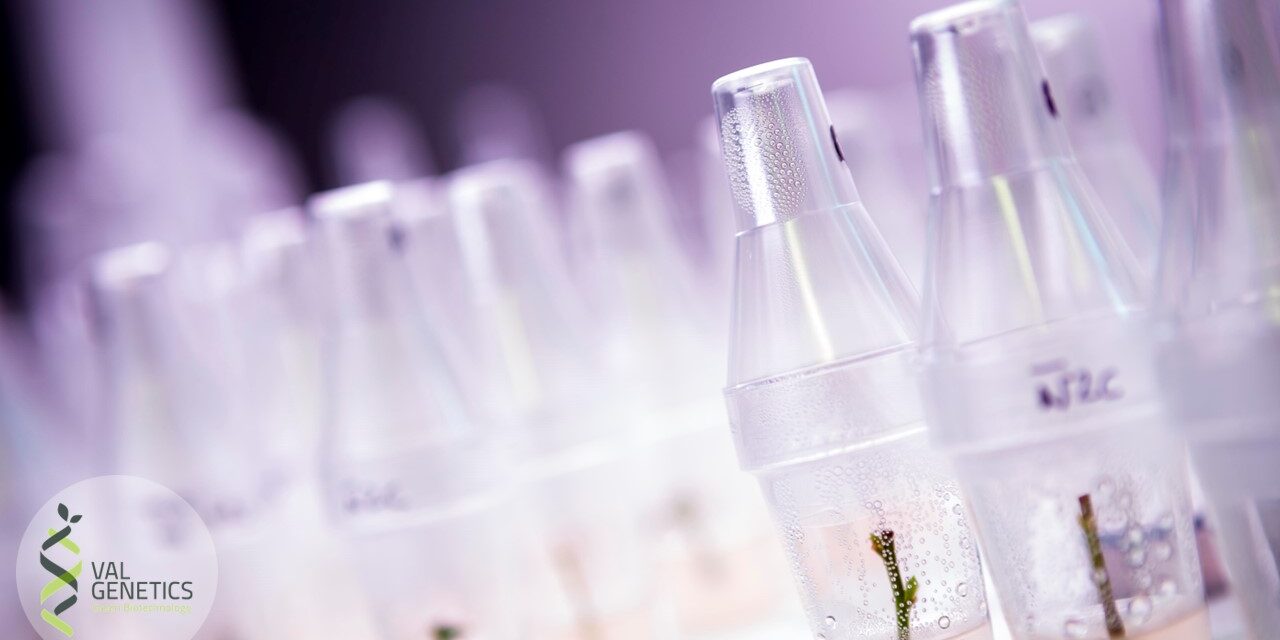 valgenetics in vitro 3